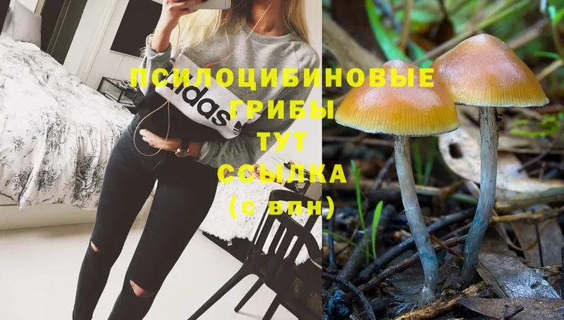 Псилоцибиновые грибы Magic Shrooms  Змеиногорск 